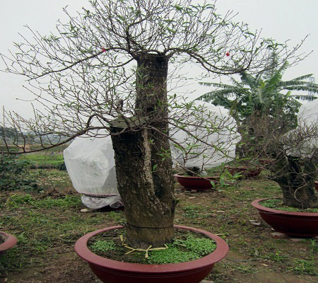 Những mùa xuân bị cắt ngọn, cưa gốc