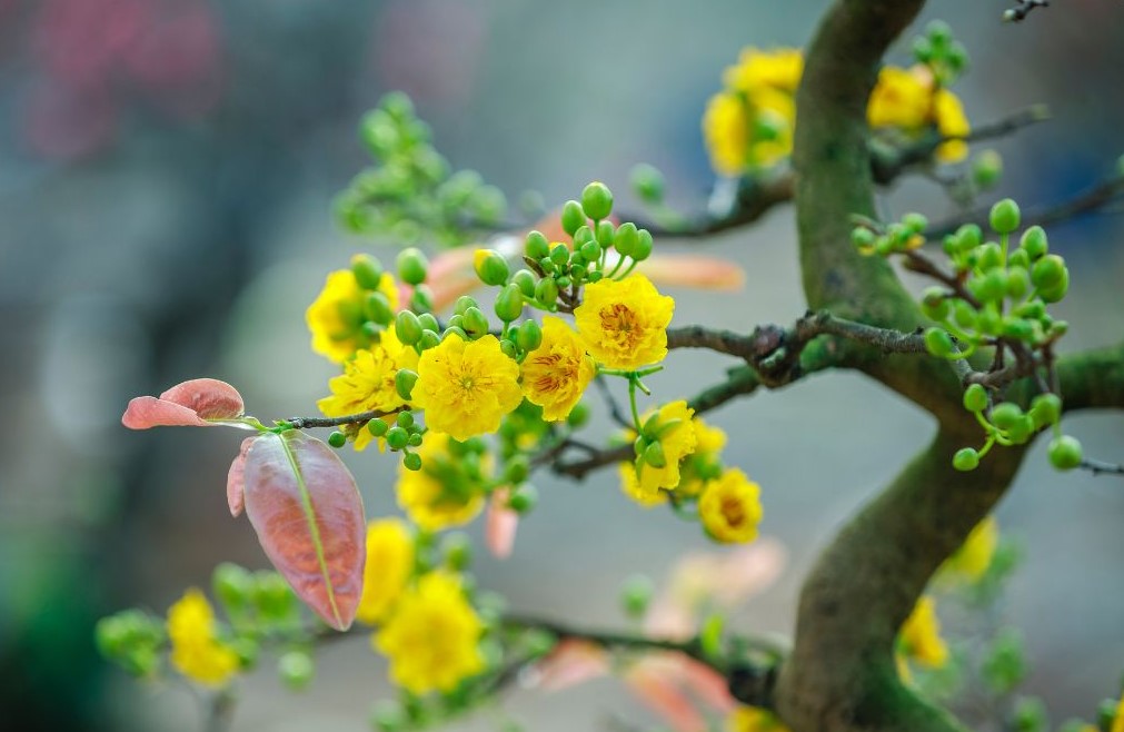 Ngày đầu năm mới nên làm và kiêng kỵ điều gì để cả năm may mắn?