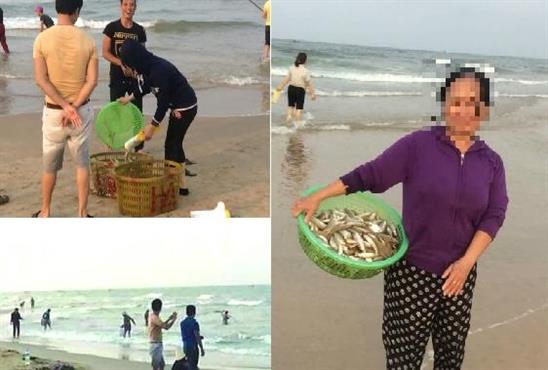 Ai đứng sau nhóm người mua cá chết nhiễm độc?