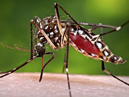 Châu Mỹ Latin kêu gọi phụ nữ không mang thai trong 2 năm vì virus Zika