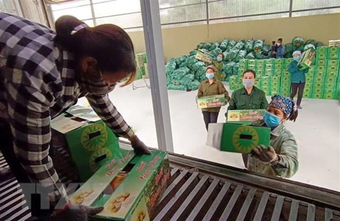 Phú Thọ xuất khẩu lô bưởi Đoan Hùng đầu tiên đi thị trường Nga