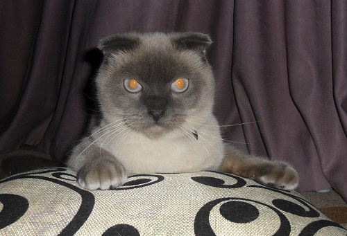 Nga: Người dân muốn bầu mèo làm thị trưởng