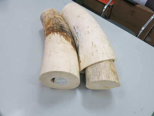 Phát hiện gần 310 kg ngà voi tại sân bay Nội Bài