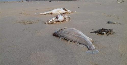 Vụ cá chết: Nhận định rùng mình của 3 nhà khoa học VN ở nước ngoài