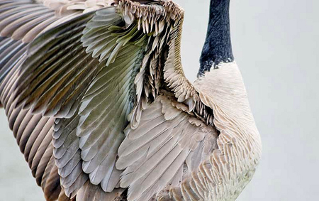 Lông ngỗng Nga đắt hàng ở châu Á