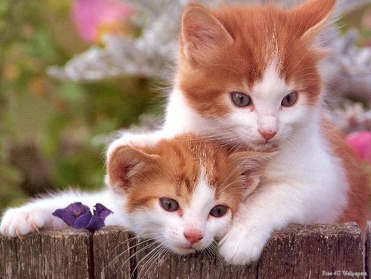 Năm 2013 của người tuổi Mão theo ngũ hành