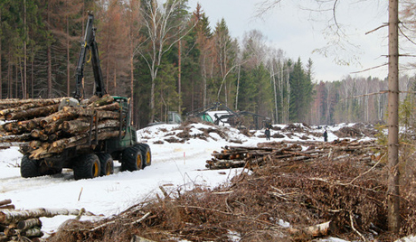 Người Trung Quốc đốn trộm gỗ ở Primorrie trị giá 9,5 triệu rúp