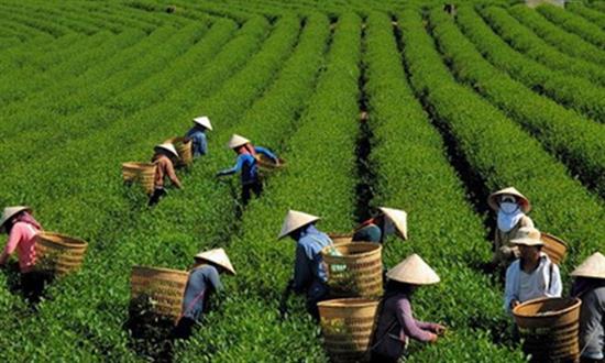 Người Nhật đem luồng sinh khí mới đến nông nghiệp Lâm Đồng