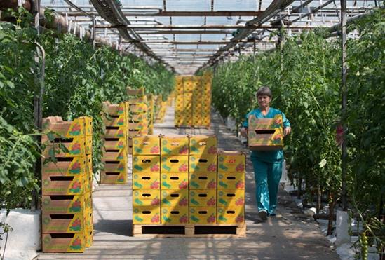 Lệnh cấm vận phương Tây đã giúp Nga giàu lên ra sao?