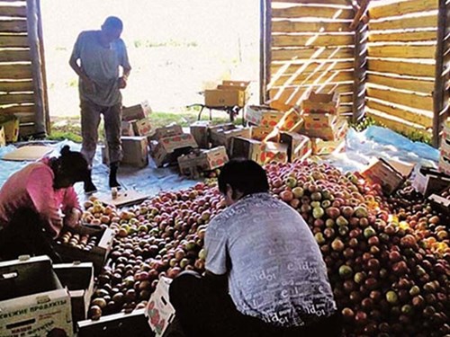 Nông dân Trung Quốc “đầu độc” đồng ruộng Nga