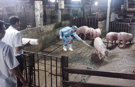 Nồng độ chất cấm trong mẫu heo vượt gấp 300 lần