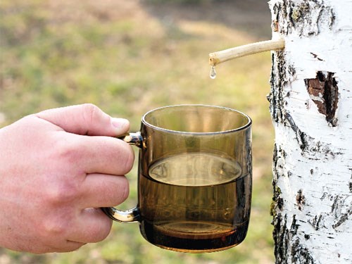 Uống nước từ cây