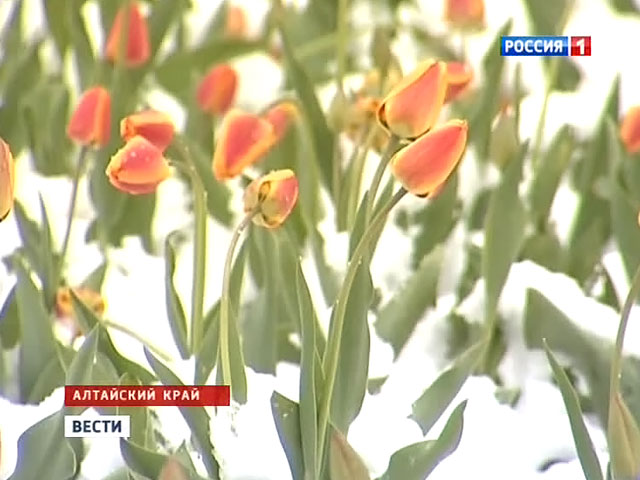 Nga: Thời tiết bất thường, nơi tuyết rơi, nơi nắng nóng