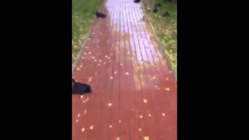 Hàng trăm con quạ chết rơi từ trên trời xuống như ''ngày tận thế'' ở Nga