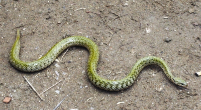 Rắn 'thần' động cả huyện