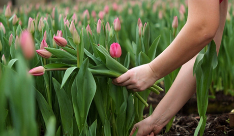 8 tháng 3: phụ nữ ở Nga mong tặng quà gì?