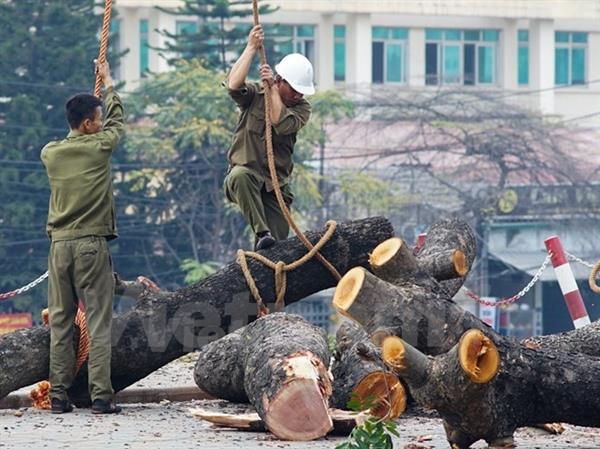Vụ chặt cây xanh: Sẽ xem xét xử lý trách nhiệm trong tháng Sáu