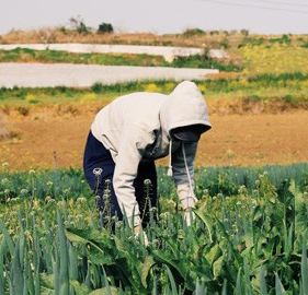 Lao động ASEAN: 'nô lệ mới' trong các trang trại Hàn Quốc