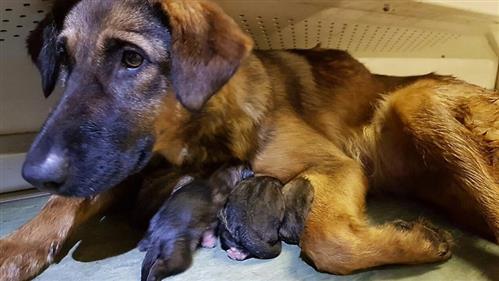 Chuyện lạ: chó hoang sinh 9 con trên tàu điện ngầm Moskva