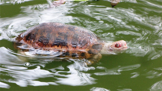 Chuyện lạ ở Hà Nội: Rùa Núi Vàng chết nổi ở Hồ Gươm