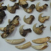 40 kg xương động vật về từ Nga là xương sư tử