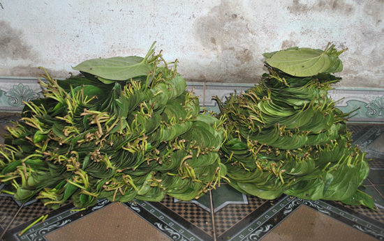 Lạ lùng thương lái săn lùng mua lá trầu không