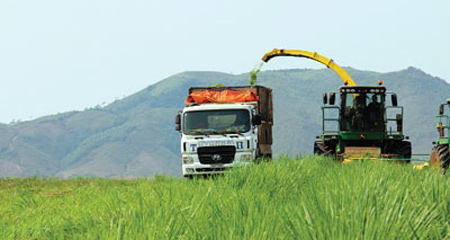 Đại gia Việt hứng thú trồng cỏ nuôi bò