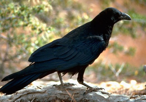 Chuyện lạ Việt Nam: Những con quạ ‘thành tinh’ biết nói tiếng người