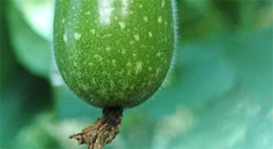 Bí đao: Ăn theo cách sau sẽ làm hỏng đường tiêu hóa