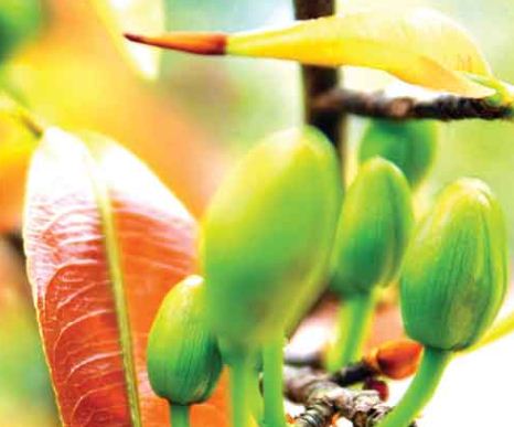 Lộc xuân vào nhà