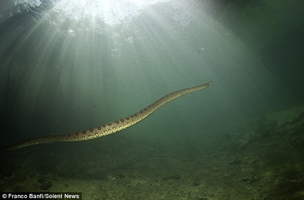 Cận cảnh chú rắn khổng lồ hung bạo nhất hành tinh dài 8 mét