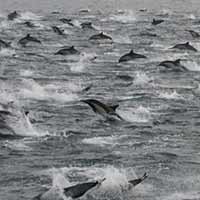 100.000 cá heo tụ tập bí ẩn ở bờ biển Mỹ