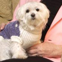 Belarus: Chó được thừa kế gần 1 triệu USD