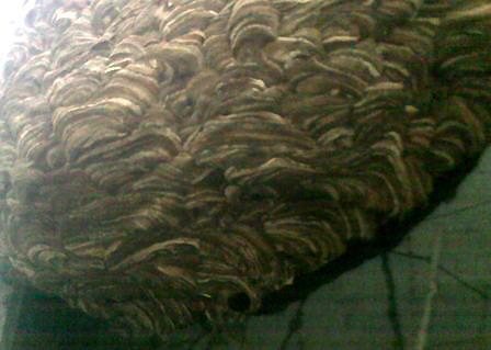 Tổ ong vò vẽ ‘khủng’ với đường vân lạ mắt