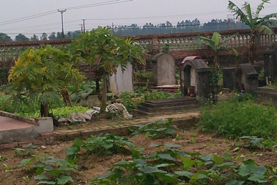 Cận cảnh rau sạch 'uống' dinh dưỡng từ... nghĩa địa
