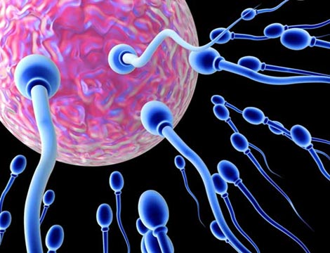 Những sự thật gây sốc về tinh trùng