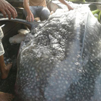 Xuất hiện loài cá mập lớn nhất TG ở Nghệ An