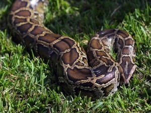 Bắt người đàn ông sống cùng 850 con rắn trong nhà