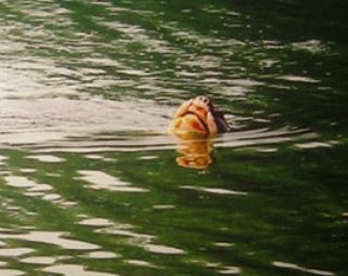 GS.Hà Đình Đức nói về Cụ Rùa nổi trong ngày Quốc tang