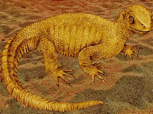 Phát hiện hóa thạch một loài rùa chưa từng được biết đến