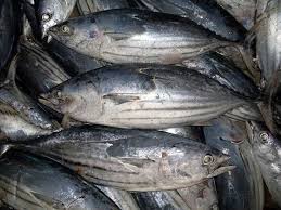 Xuất khẩu cá ngừ sang Nga tăng 218%