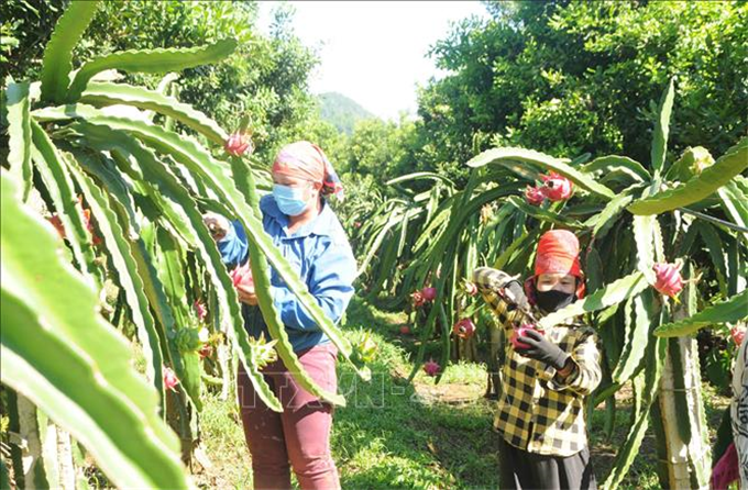 Sơn La xuất khẩu 10 tấn thanh long ruột đỏ sang Liên bang Nga