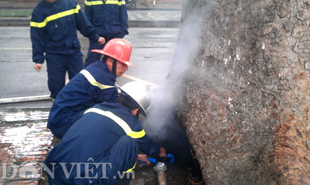 Xem gốc cây cổ thụ 