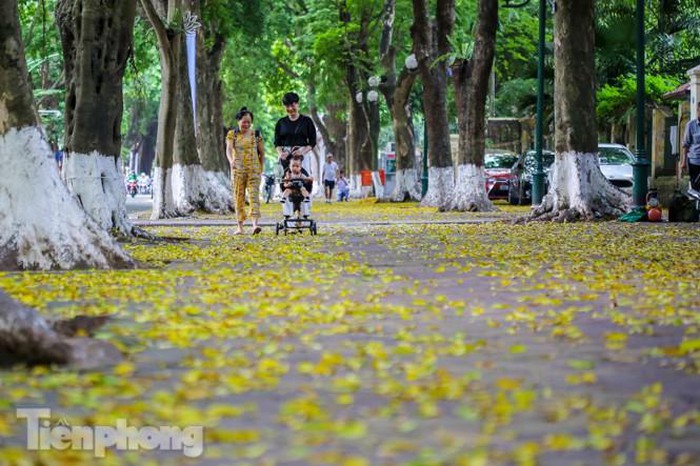 Lá phủ vàng con phố trong tiết trời chuyển sang thu ở Hà Nội