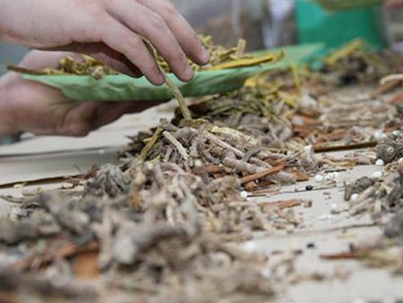 Kẻ giết người thầm lặng mang tên... thuốc bắc