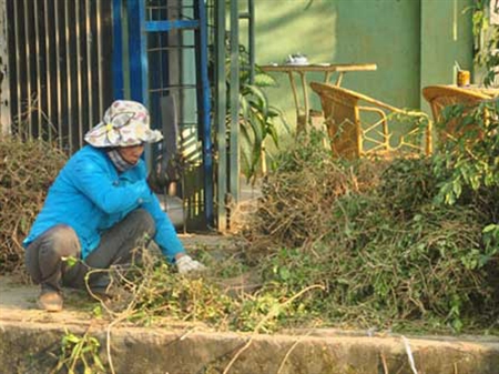 Thương lái Trung Quốc ‘núp’... thu mua cà gai?