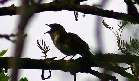 Cậu học sinh phổ thông hiểu tiếng chim