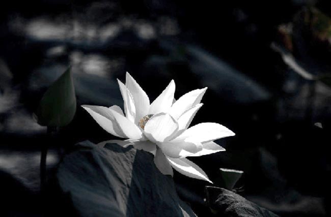 Tin buồn (16/12/2025)