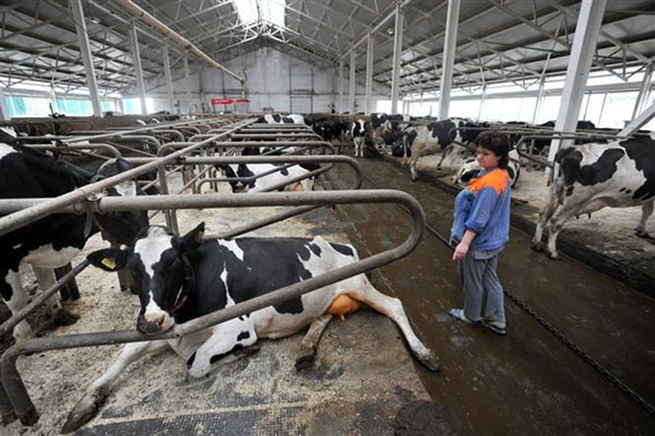 Thức ăn chăn nuôi tại châu Âu có nguy cơ nhiễm vi khuẩn biến đổi gene