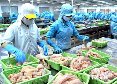 Nga không tiếp nhận 25 tấn cá basa đông lạnh của Việt Nam